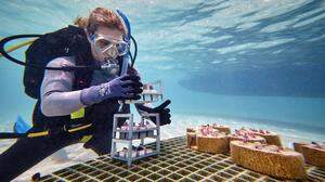 Foster taucht an den Korallenriffen entlang und setzt dort die durch „KI“ und Robotik unterstützte Technologie für das neue Leben der Korallen ein