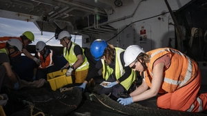 Forscherinnen und Forscher sammeln Tiere aus der Probe