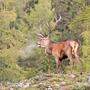 Rothirsch auf einer Lichtung zwischen Lärchen im beginnenden Herbst