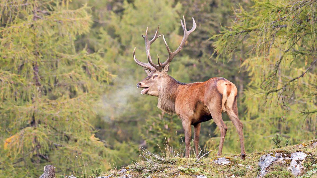 Rothirsch auf einer Lichtung zwischen Lärchen im beginnenden Herbst