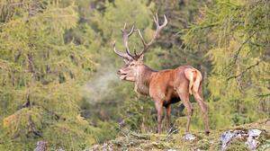 Rothirsch auf einer Lichtung zwischen Lärchen im beginnenden Herbst