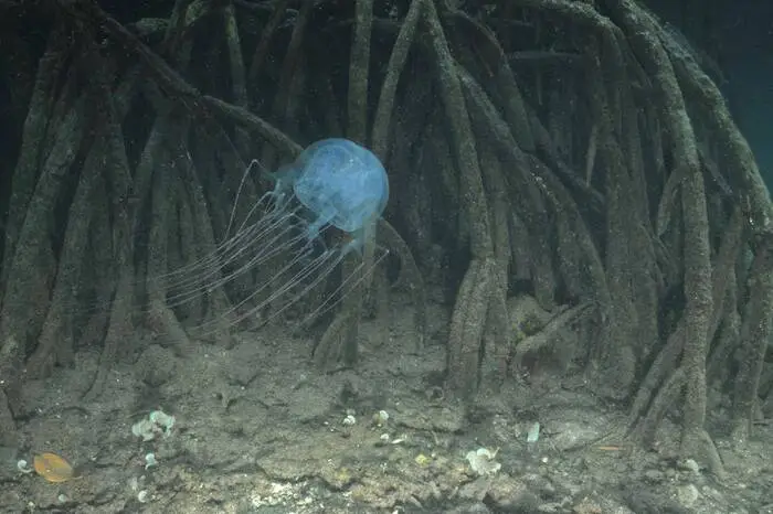 Die Tiere sind vor allem an der Nord- und Ostküste Australiens heimisch, vorwiegend in flachen Gewässern. Jedoch kommen sie im gesamten Indopazifik vor.