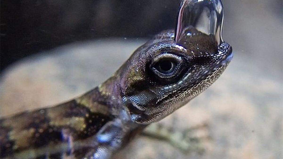 Anolis-Echsen sind geübte Taucher 