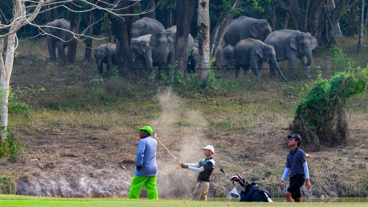 Elefanten auf Wassersuche während der Hitzewelle im April: Werden sie es auf diesem Golfplatz in der Provinz Nakhon Nayok finden?  | Elefanten auf Wassersuche während der Hitzewelle im April: Werden sie es auf diesem Golfplatz in der Provinz Nakhon Nayok finden? 