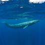 Infolge des Walfangs gab es zeitweise nur noch ein paar Hundert Blauwale