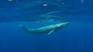 Infolge des Walfangs gab es zeitweise nur noch ein paar Hundert Blauwale