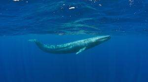 Blau-Walen sind wieder unter den Meeren  zu sehen  