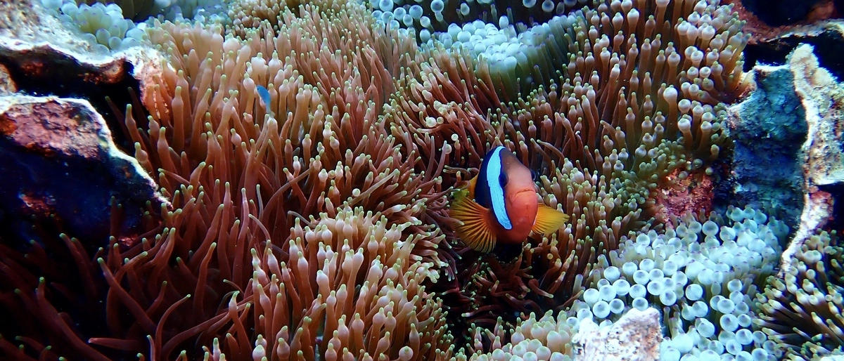 Die farbenprächtige Kolonie ist Heimat vieler Fische 