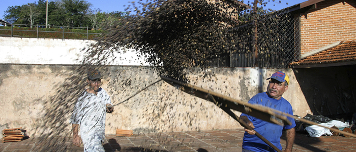 Brasilianische Bauern beim Kaffeetrocknen: Vom Anpflanzen des Kaffees über die Ernte, den Transport bis hin zur Röstung und schließlich in die Tasse ist es ein weiter Weg. Und durch Schädlinge, Krankheiten, Dürren und steigende Temperaturen ein zunehmend beschwerlicher.