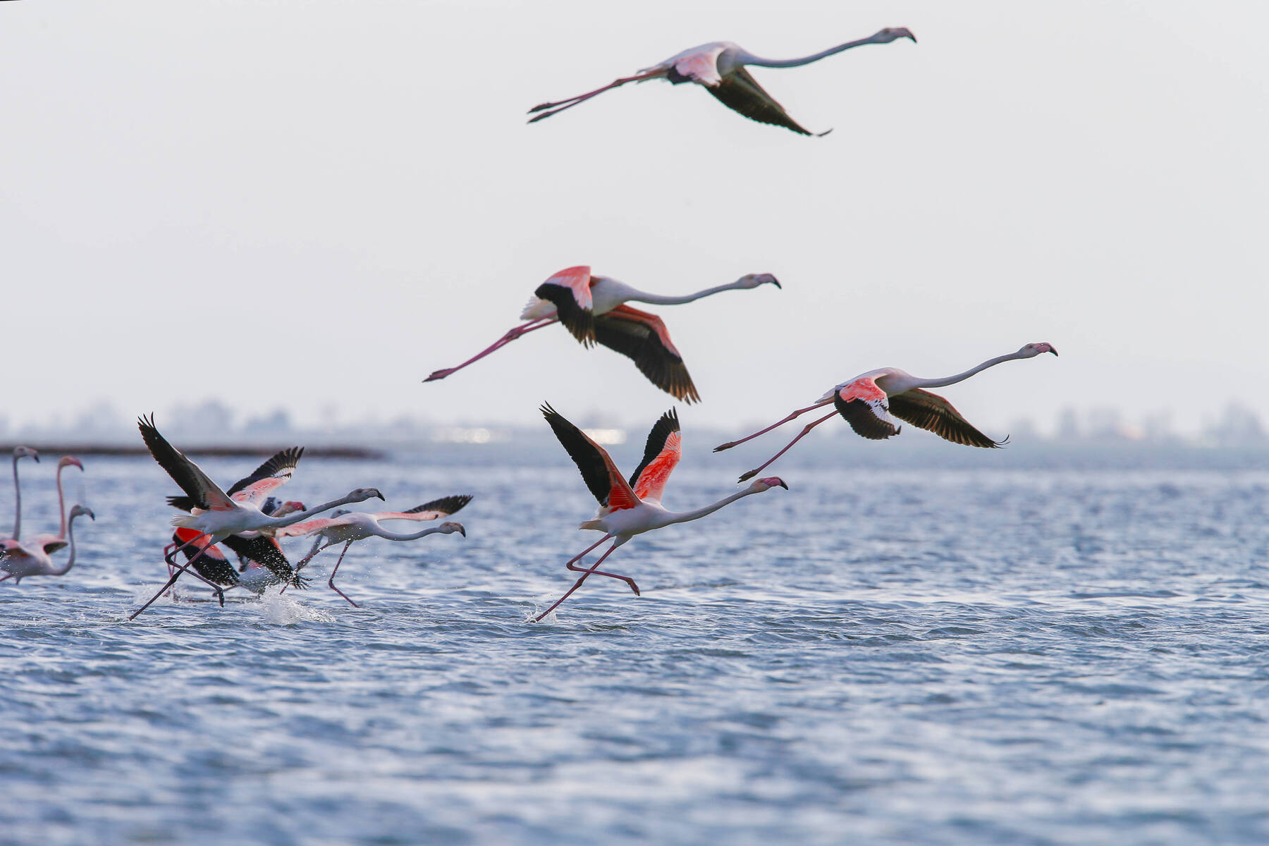 Albaniens „Flamingo-Revolution“: Trumps Schwiegersohn Jared 