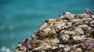 Muscheln müssen starkem Wind und hohen Wellen standhalten | Muscheln müssen starkem Wind und hohen Wellen standhalten