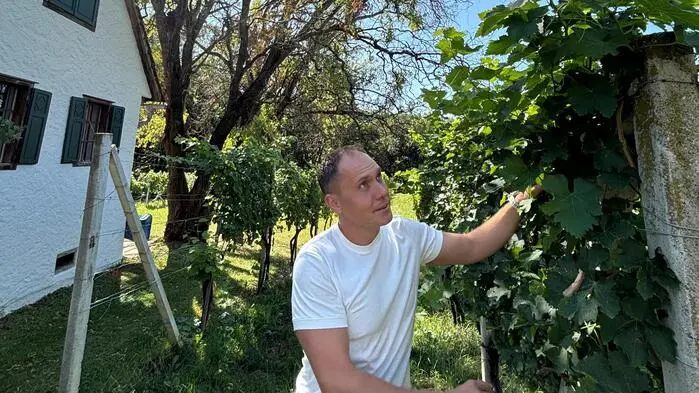 Stefan Krispel steht aktuell in den Startlöchern für die Weinlese. Die Beeren des Sauvignon Blanc sind schon süß