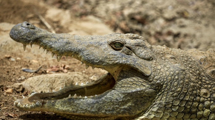 Nilkrokodile gelten nun in Israel als "gezüchtete Wildtiere" (Archivbild) | Nilkrokodile gelten nun in Israel als "gezüchtete Wildtiere" (Archivbild)