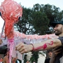 Flamingos wurden zum Symbol des Protestes | Flamingos wurden zum Symbol des Protestes