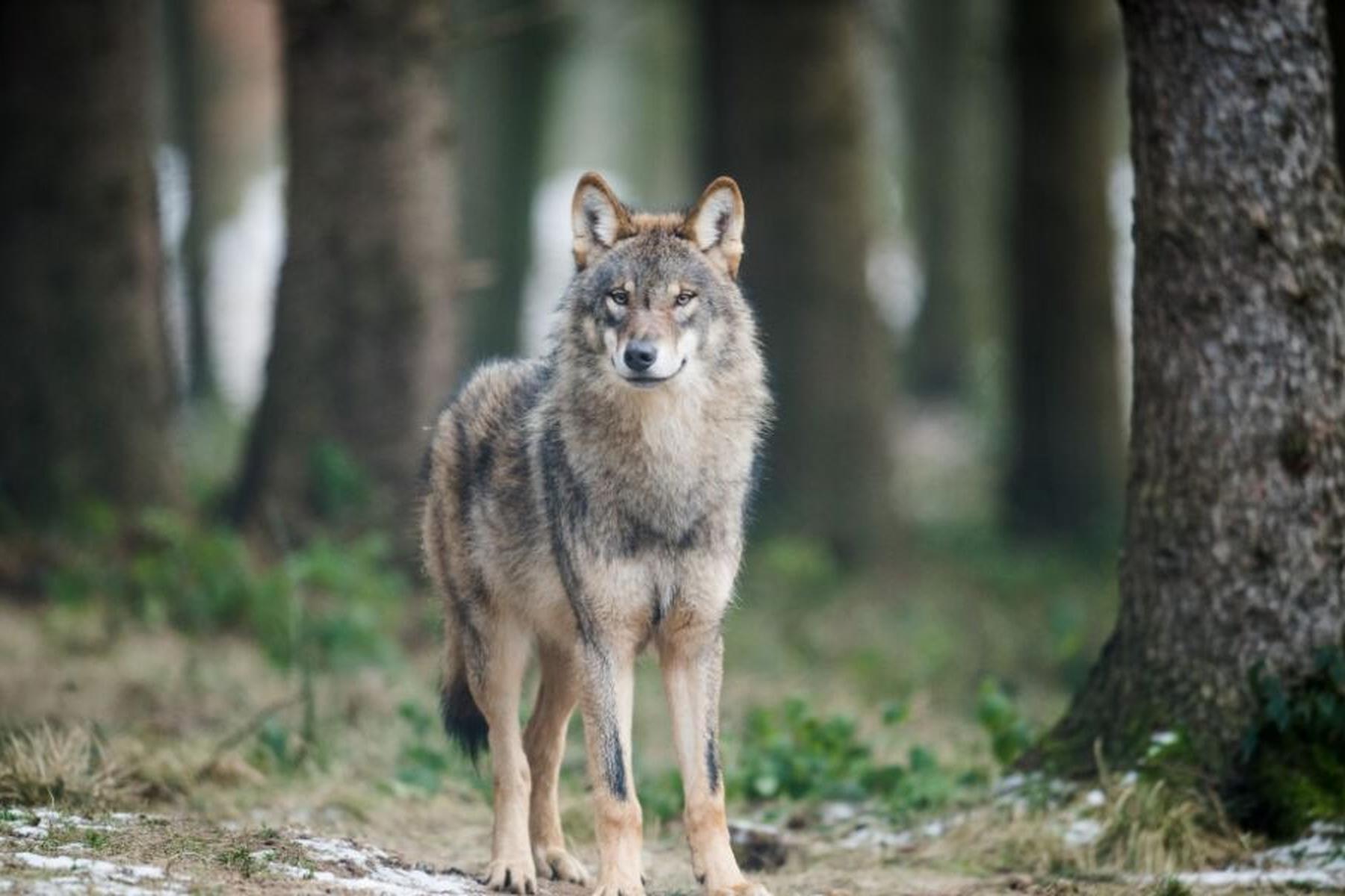 Wien: Studie über Lebensraum und Konfliktpotenzial der Wölfe