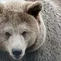 In Polen leben rund 100 Bären | In Polen leben rund 100 Bären