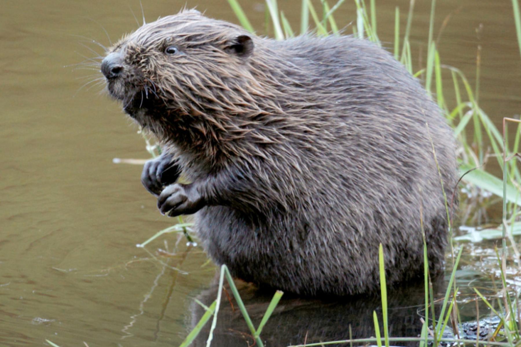 Salzburg: Land Salzburg erlaubt bis zu 15 Abschüsse von Bibern