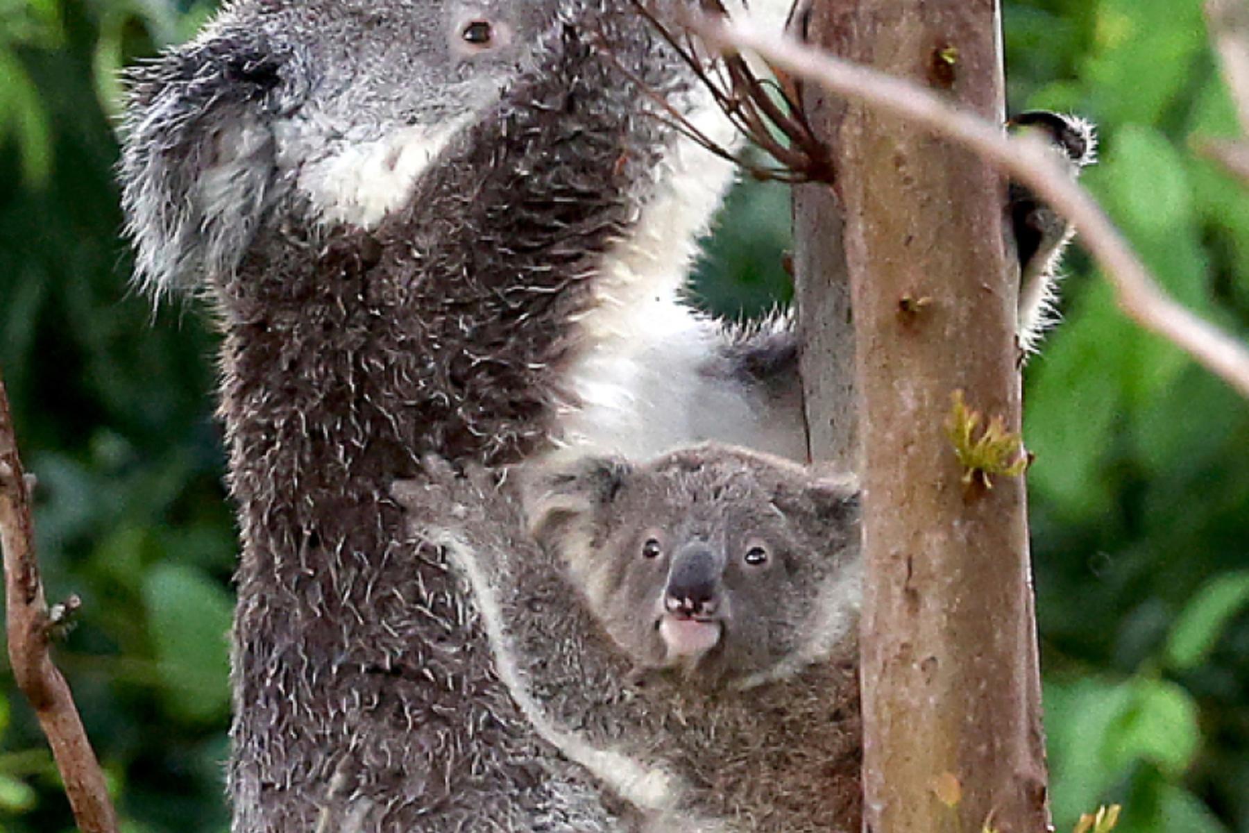 Sydney: Australien stoppt Abholzung für Koala-Nationalpark