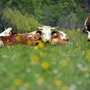 Eine Kuhherde auf einer Alm 