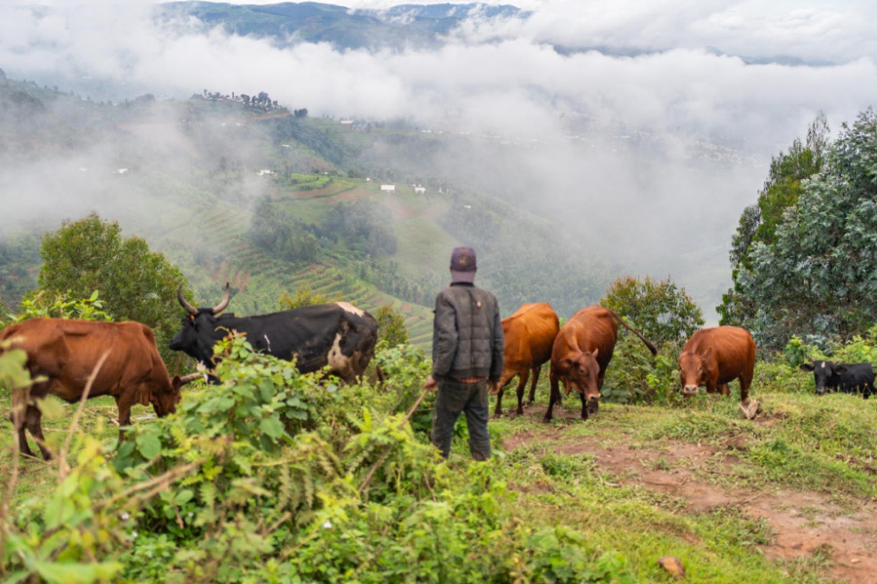 Wien: Resistente Keime beim Hund auch ohne viel Kontakt mit Mensch