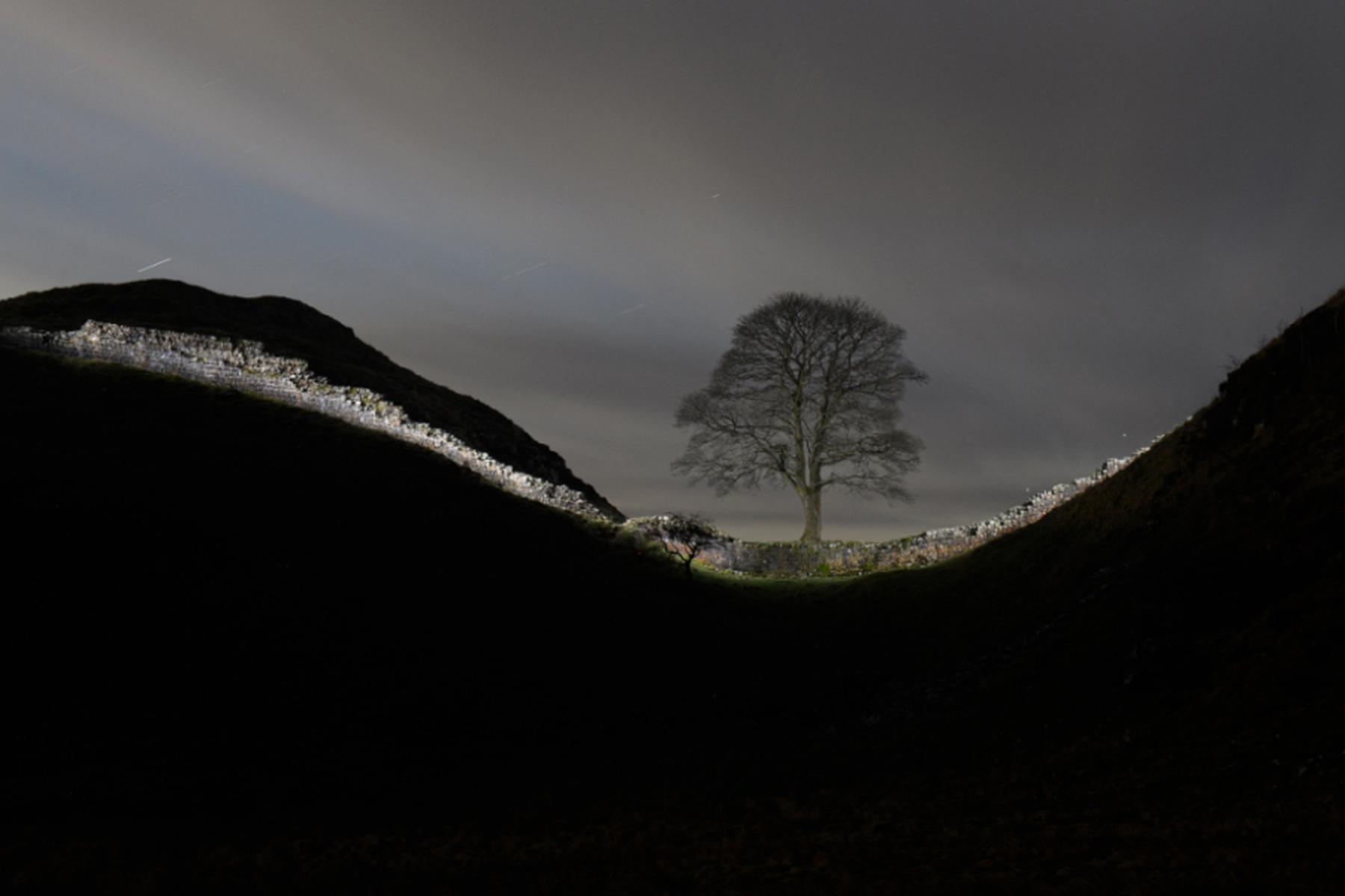 London: Alter von illegal gefälltem Robin-Hood-Baum bestimmt