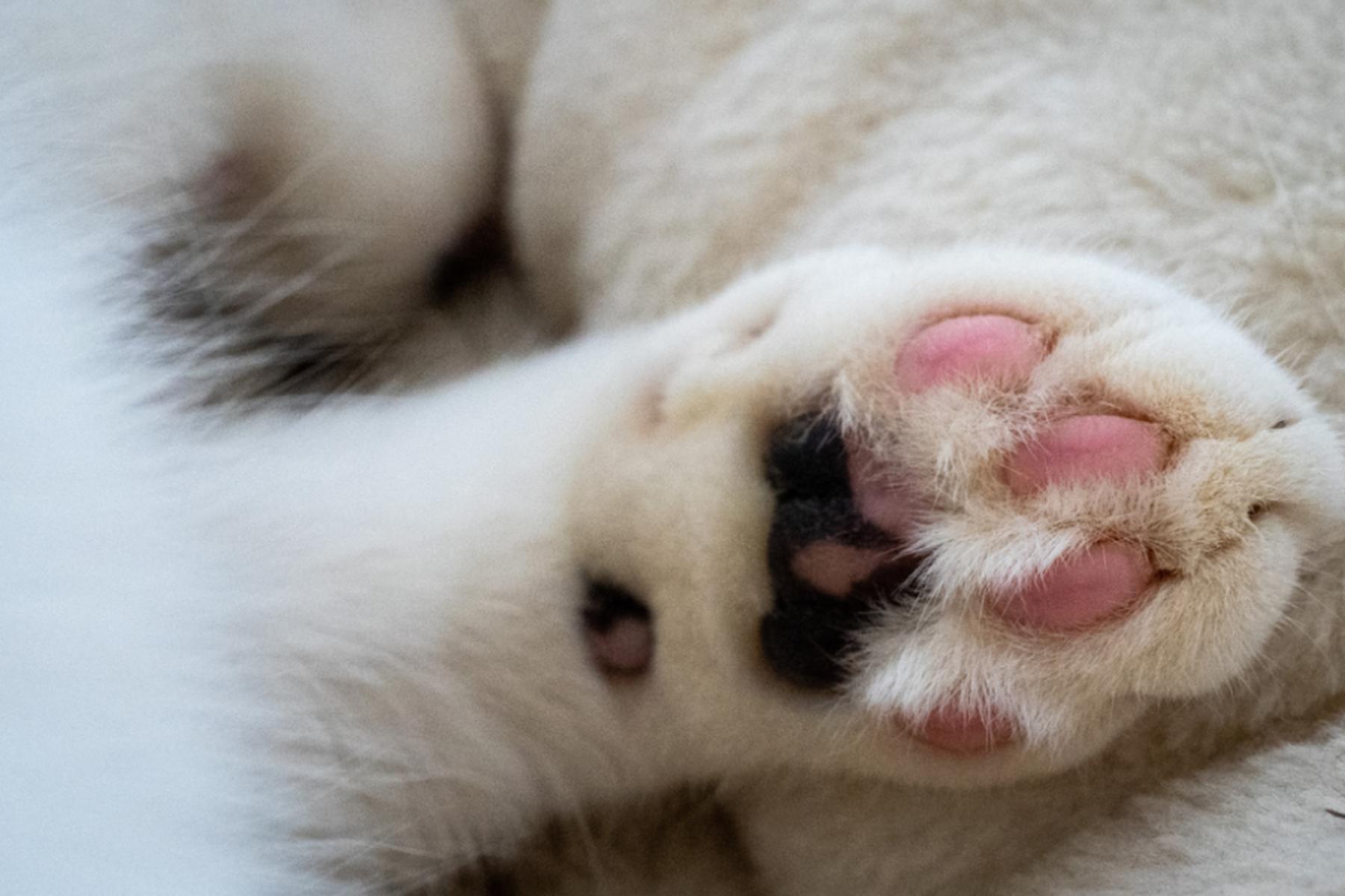 Tirolska študija ugotavlja povezavo med stikom z živalmi in boljšim počutjem