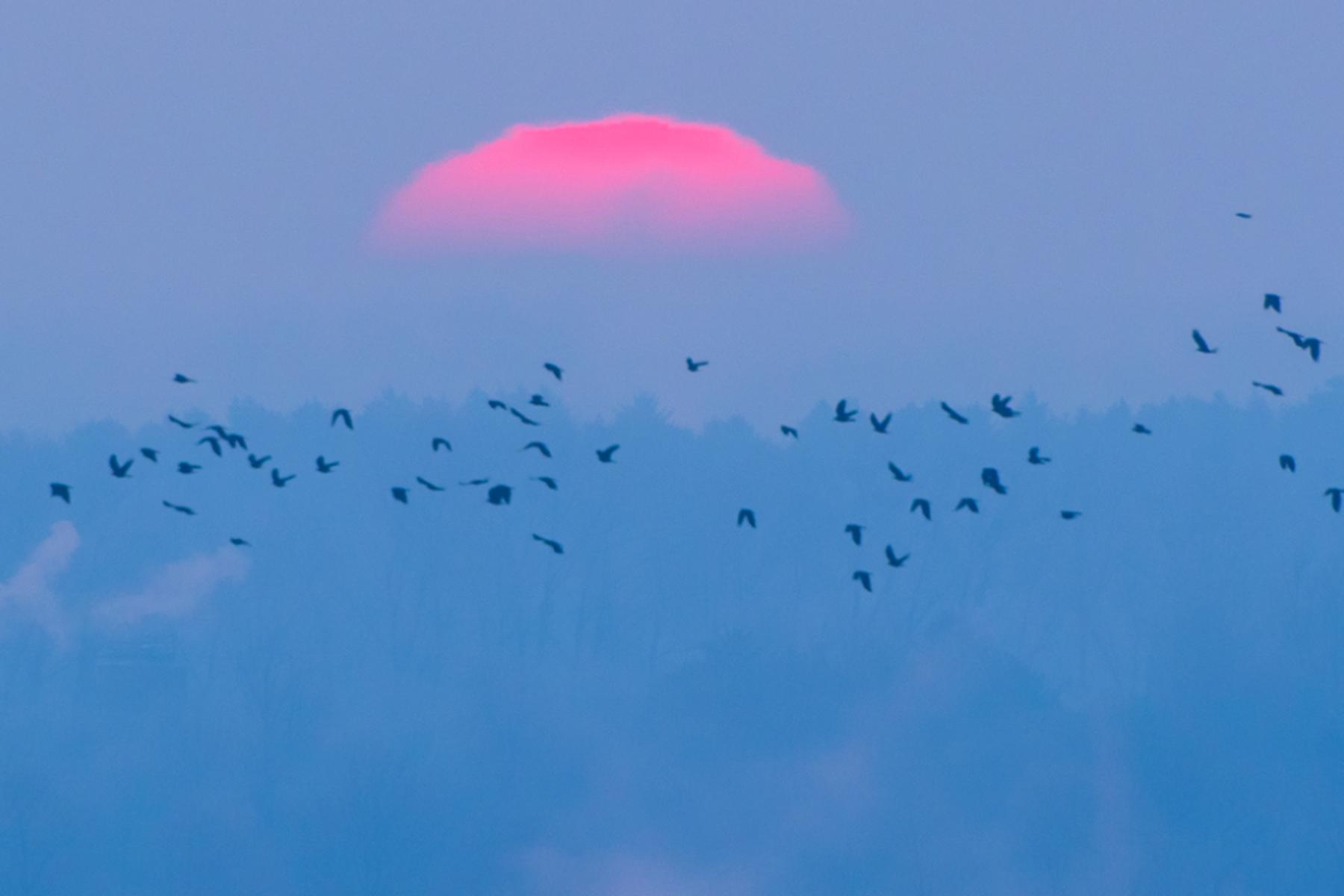 Wien: Zugvögel reisen stressbefreit von Afrika nach Österreich