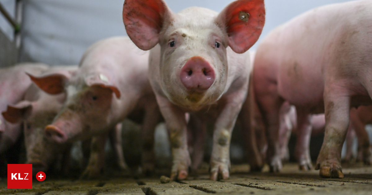 Schweine-in-Mureck-verendet-Landwirt-und-Mutter-wegen-Tierqu-lerei-angezeigt