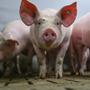 Schweinen in einem Stall mit Vollspaltenböden | Schweinen in einem Stall mit Vollspaltenböden
