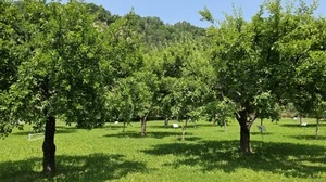 Gravierende Probleme auf verbleibenden Streuobstwiesen | Gravierende Probleme auf verbleibenden Streuobstwiesen