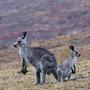 Daten zu menschlichen Todesfällen mit Tieren veröffentlicht | Kängurus zählen in Australien nicht zu den gefährlichsten Tierarten