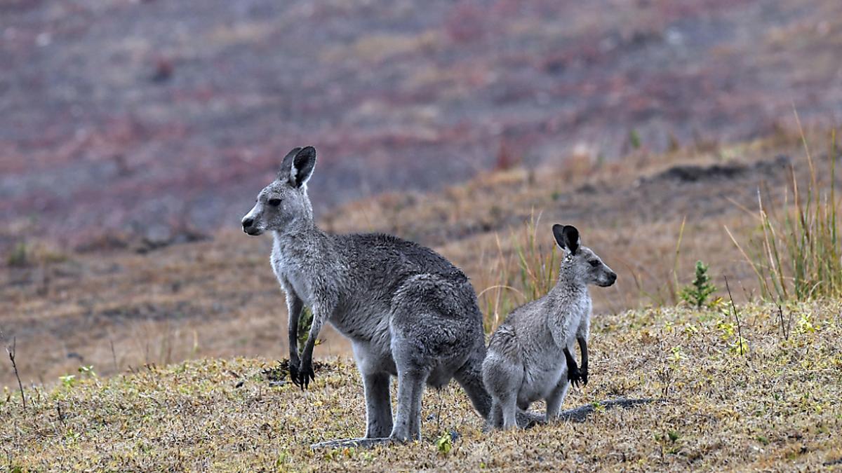 Daten zu menschlichen Todesfällen mit Tieren veröffentlicht | Kängurus zählen in Australien nicht zu den gefährlichsten Tierarten