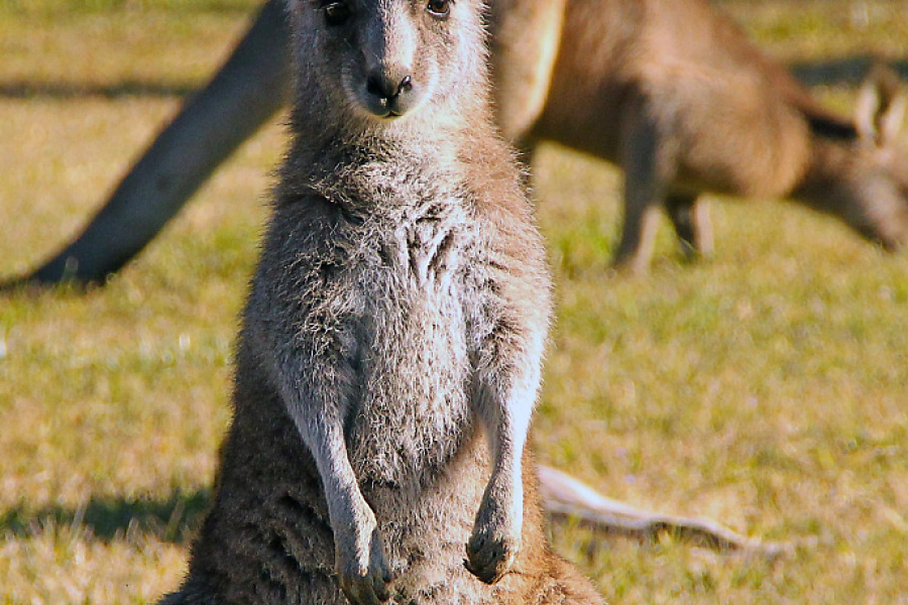 Sydney: 65 Kängurus in Australien brutal getötet