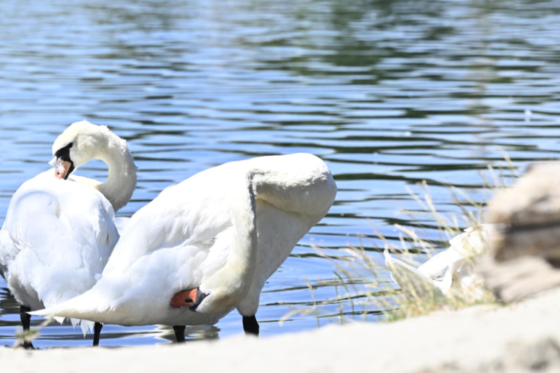 Linz/Österreich: 21 Wildtiere in Österreich mit Vogelgrippe infiziert