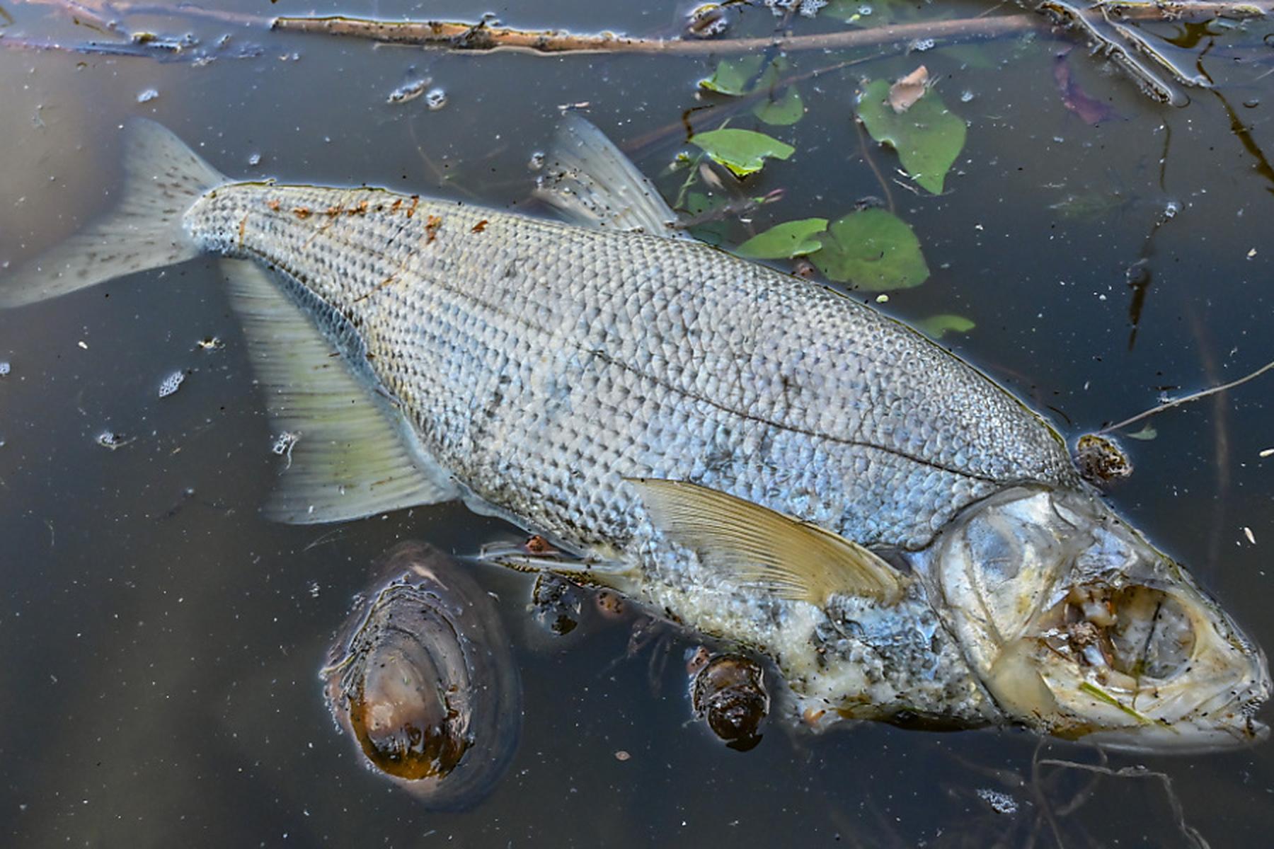 Rom: Sorge in der Toskana wegen massiven Fischsterbens
