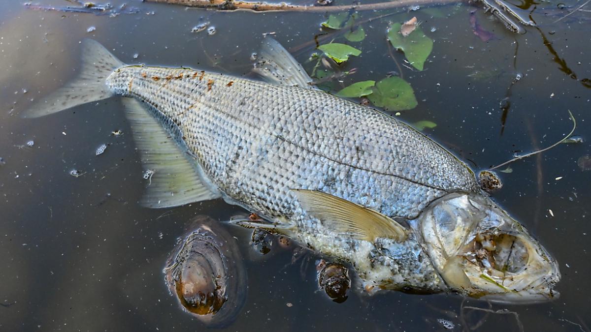 Hohe Temperaturen führen zu Fischsterben in der Toskana (Symbolbild) | Hohe Temperaturen führen zu Fischsterben in der Toskana (Symbolbild)