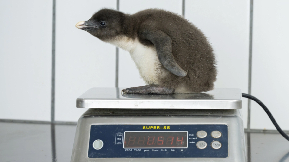 Am Donnerstag ist Weltpinguintag | Am Donnerstag ist Weltpinguintag