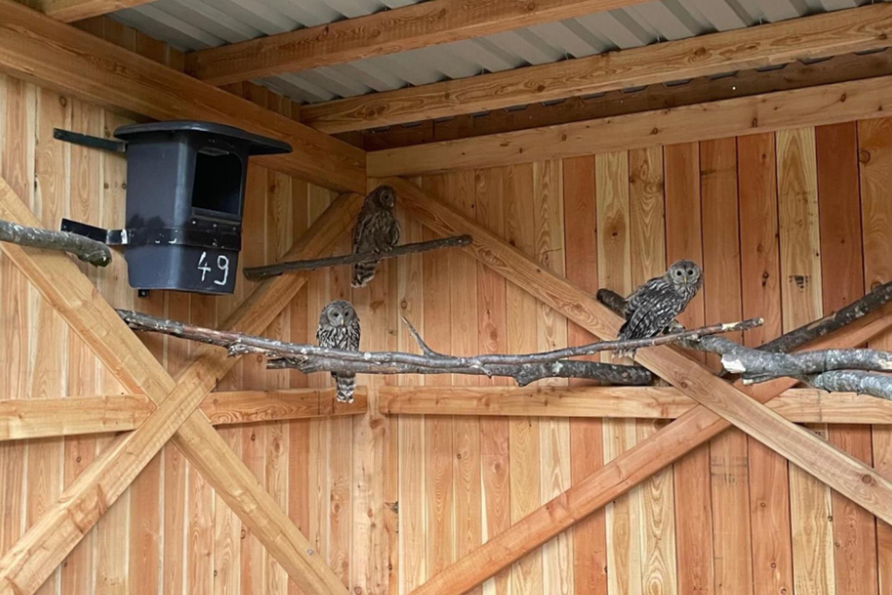 Innsbruck: Innsbrucker Alpenzoo wildert drei Habichtkäuze aus