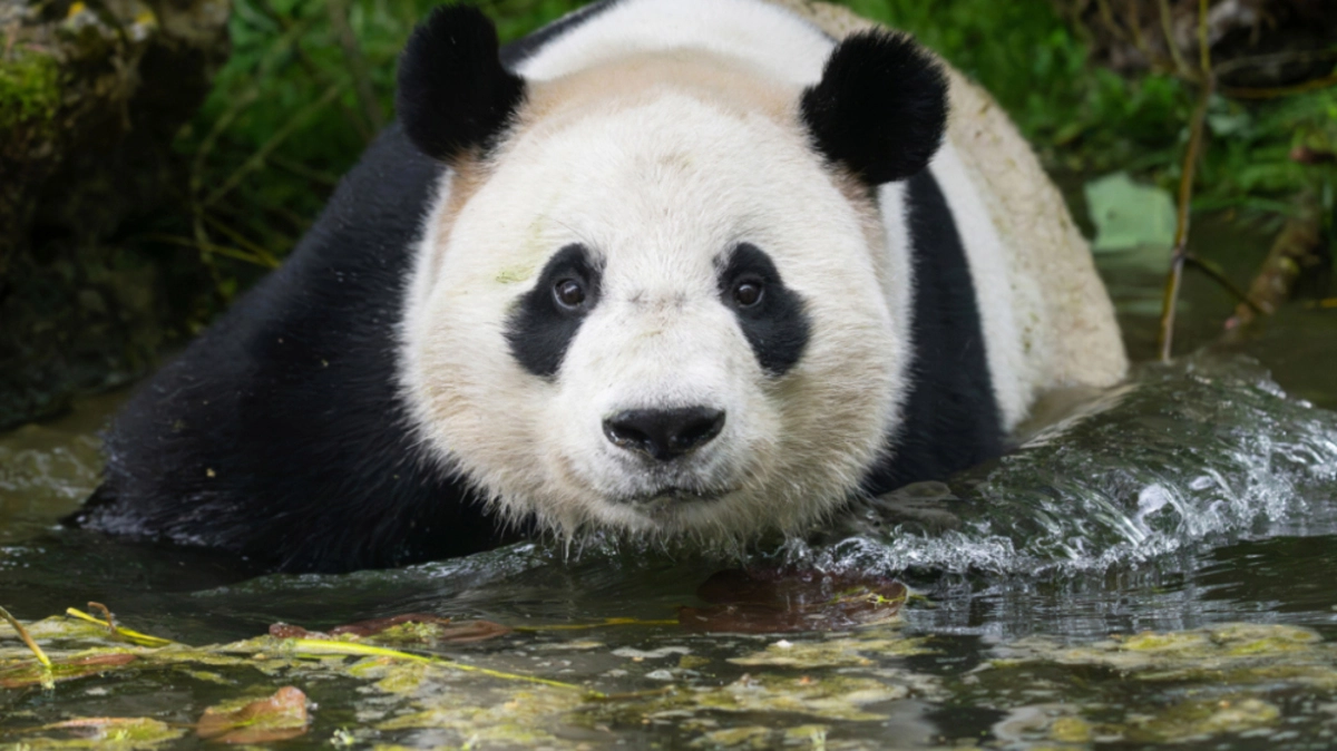 Badespaß und Nebeldüsen sorgen für Abkühlung an heißen Tagen | Badespaß und Nebeldüsen sorgen für Abkühlung an heißen Tagen