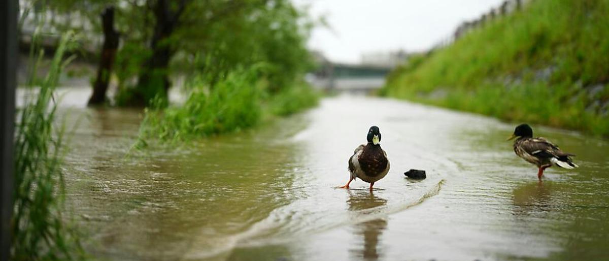 WWF für Fluss-Schwerpunkt bei Renaturierungsplan | WWF für Fluss-Schwerpunkt bei Renaturierungsplan