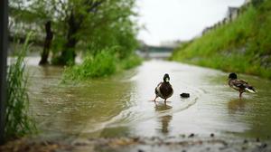 WWF für Fluss-Schwerpunkt bei Renaturierungsplan | WWF für Fluss-Schwerpunkt bei Renaturierungsplan