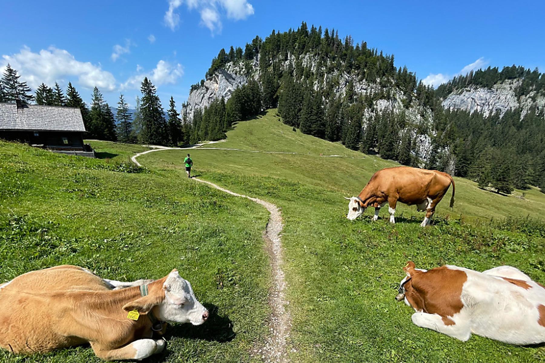 Heiterwang: 65-jähriger beim Wandern in Tirol von Kühen verletzt