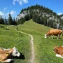 Zwei Kühe verletzten in Tirol einen Mann | Zwei Kühe verletzten in Tirol einen Mann
