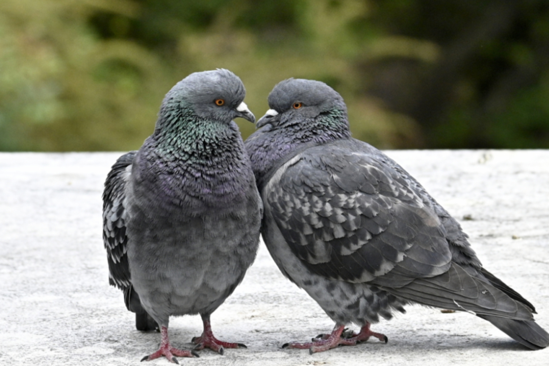 Kot und Krankheitserreger: Gesundheitsamt in Graz schreitet bei Taubenplagen an Wohnhäusern ein