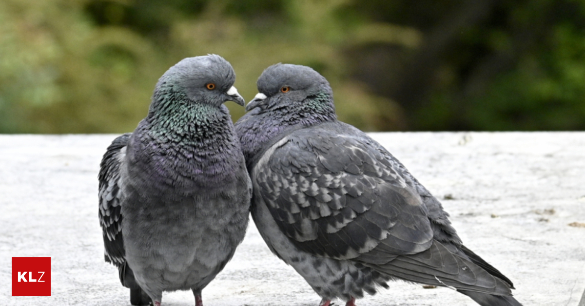 Kot-und-Krankheitserreger-Gesundheitsamt-in-Graz-schreitet-bei-Taubenplagen-an-Wohnh-usern-ein