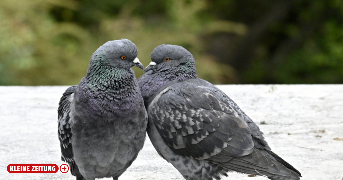 Graz Health Department takes action against pigeon infestations at ...