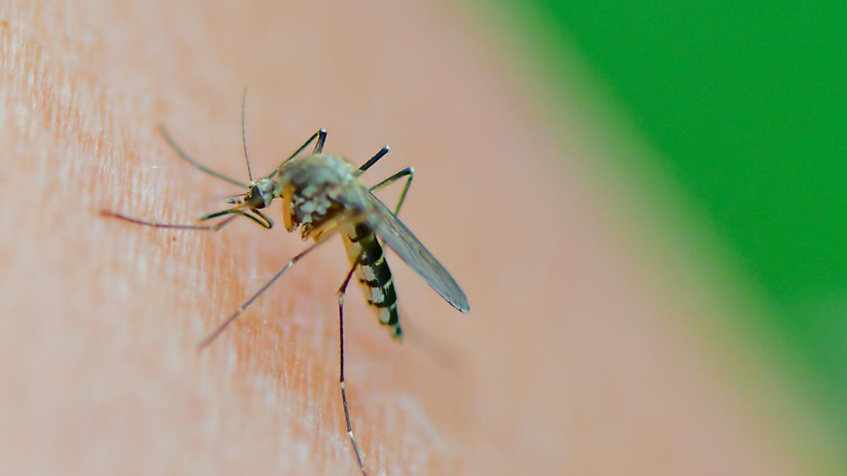 "Aedes vexans"-Mücken profitieren gerade vom verheerenden Hochwasser | "Aedes vexans"-Mücken profitieren gerade vom verheerenden Hochwasser