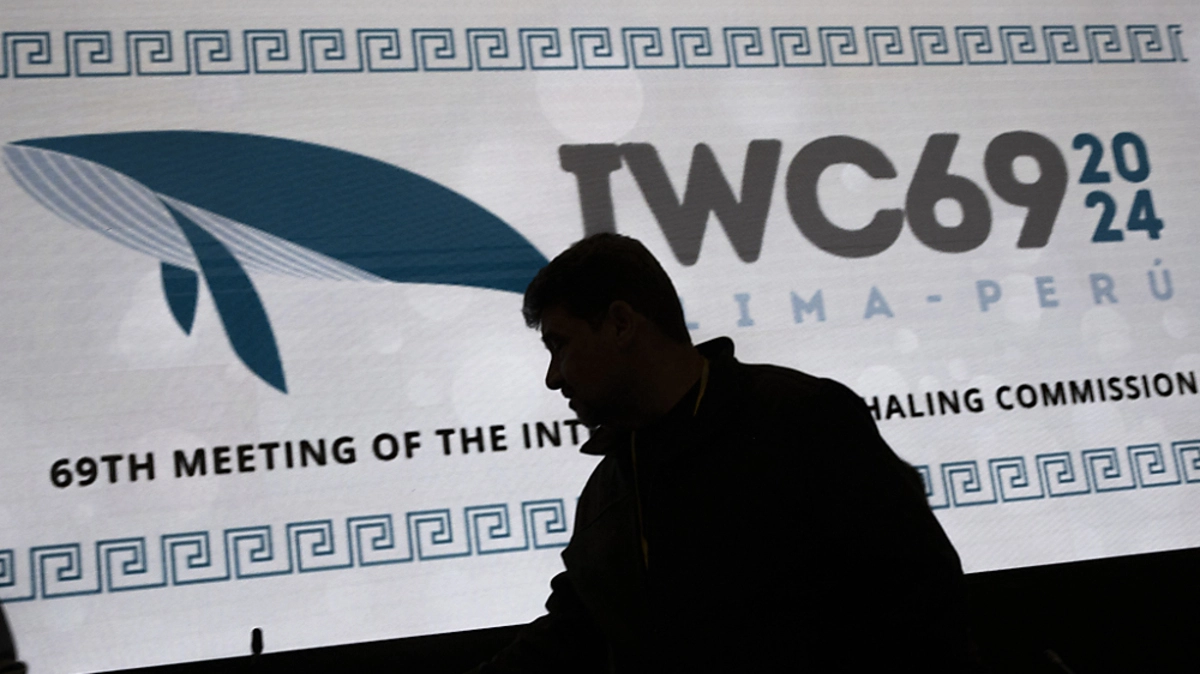 Internationale Walfgangkommission tagt in Lima | Internationale Walfgangkommission tagt in Lima