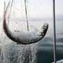 Klimawandel setzt Fischbeständen im Bodensee zu | Klimawandel setzt Fischbeständen im Bodensee zu