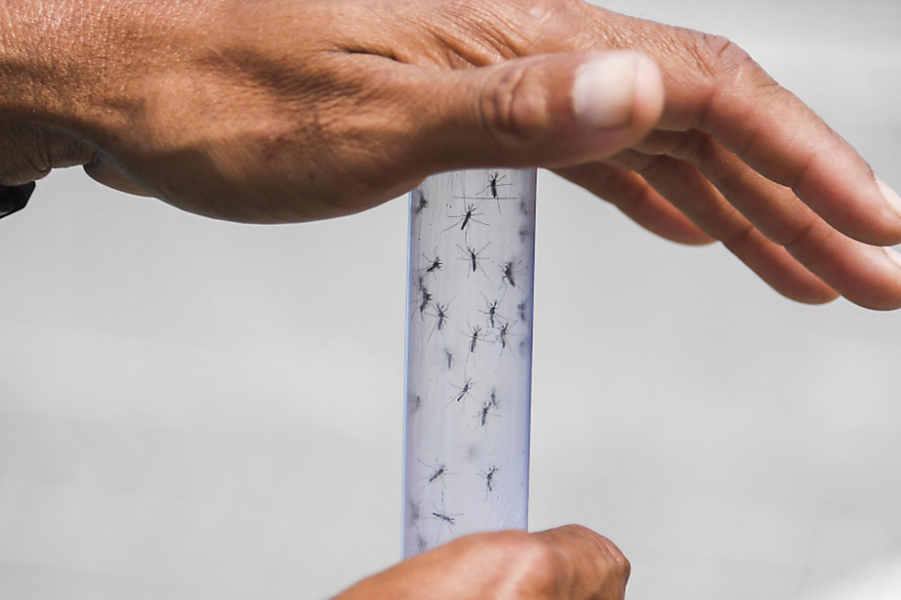 Tropenkrankheit: Rekord-Dengue-Saison in Lateinamerika und der Karibik droht